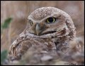 _2SB5763 burrowing owl headshot